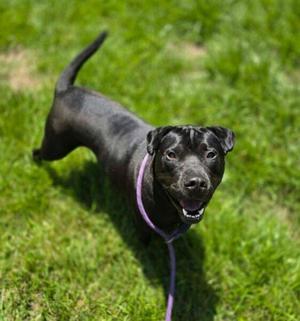 Bagheera, Shar-Pei, adult, available for adoption