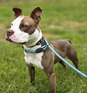 A brown and white pitbull dog standing on grass wearing a blue collar and leash.