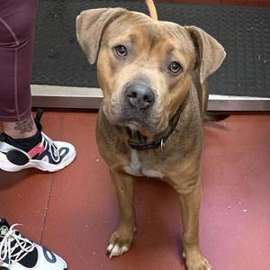 Bailey, Pit Bull Terrier, adult, available for adoption