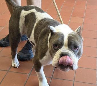 Bulldozer, American Bulldog, adult, available for adoption