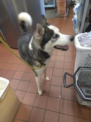 A black and white husky dog with blue eyes is standing on a tiled floor, wearing a yellow leash. The dog appears to be in a kitchen or utility area with various items in the background.