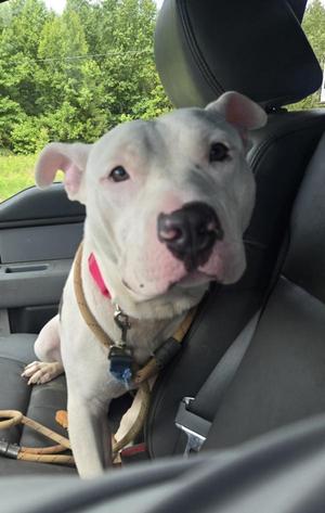 August, Pit Bull Terrier, adult, available for adoption