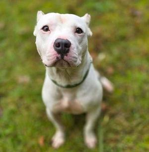 Chip, Pit Bull Terrier, young, available for adoption