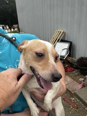 6d, Jack Russell Terrier, adult, available for adoption
