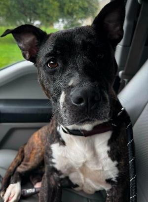 Fable, Pit Bull Terrier, adult, available for adoption