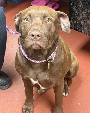 Eloise, Labrador Retriever, adult, available for adoption