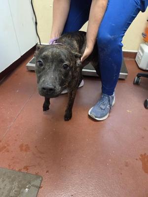 Ella, Pit Bull Terrier, young, available for adoption