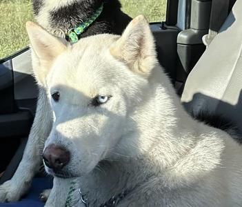 Dracko, Siberian Husky, adult, available for adoption