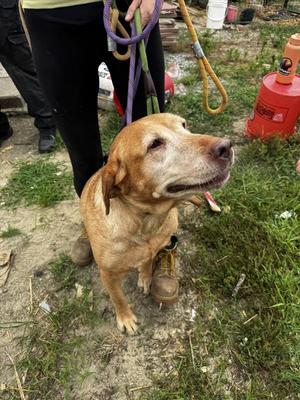 1a - Grandma, Labrador Retriever, adult, available for adoption