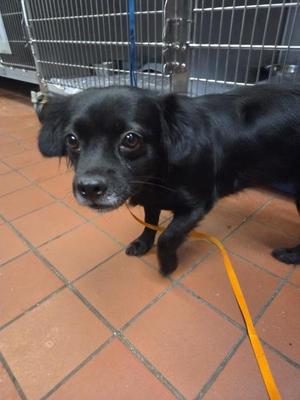 Elvira, Pomeranian, adult, available for adoption