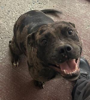 Fendi, Pit Bull Terrier, adult, available for adoption