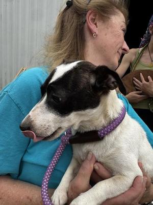 6e, Jack Russell Terrier, young, available for adoption