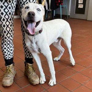 Firecracker, Labrador Retriever, young, available for adoption