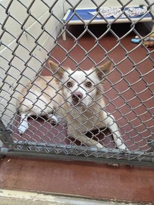 A light-colored dog with brown patches is lying down inside a metal cage. The dog has large, alert ears and is looking directly at the camera. The cage has a chain-link fence, and there is a blue mat visible in the background.