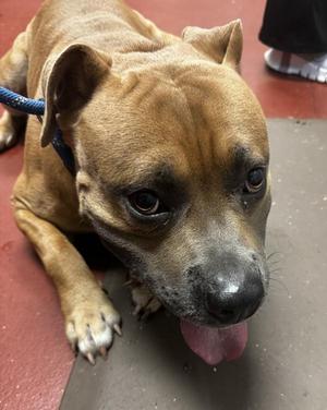 Adonis, Pit Bull Terrier, adult, available for adoption