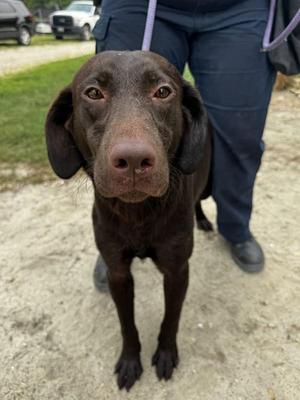 7b, Labrador Retriever, adult, available for adoption