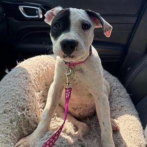 Apple, Pit Bull Terrier, puppy, available for adoption
