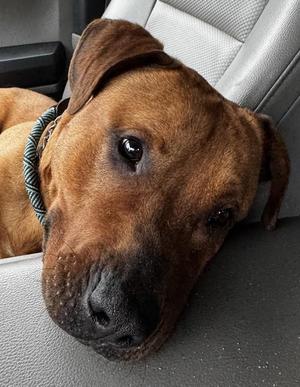 I-Hop, Pit Bull Terrier, adult, available for adoption