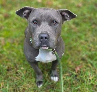 A gray pit bull dog standing on grass, looking up at the camera with a green leash attached to its collar.