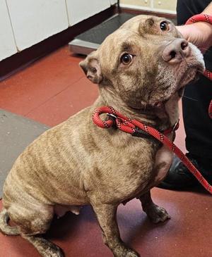 Annabelle, Pit Bull Terrier, adult, available for adoption