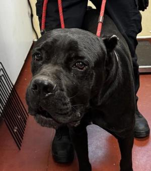 Blade, Cane Corso, adult, available for adoption
