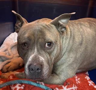 Frosty, American Bully, adult, available for adoption