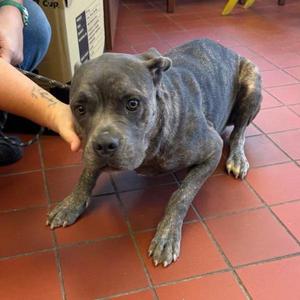 Diva, Cane Corso, young, available for adoption