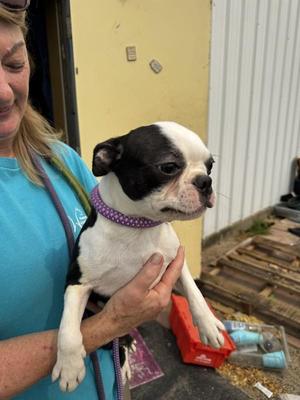 13a, Boston Terrier, young, available for adoption