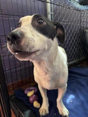Bud, Jack Russell Terrier, adult, available for adoption
