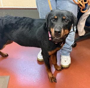 Barbie, Rottweiler, adult, available for adoption