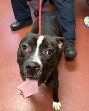Dexter, Pit Bull Terrier, adult, available for adoption