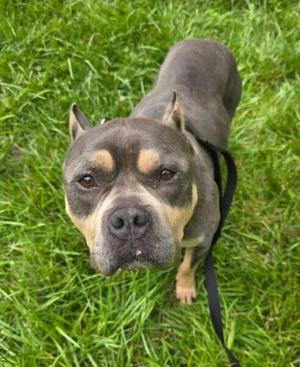 Bobo, Pit Bull Terrier, adult, available for adoption