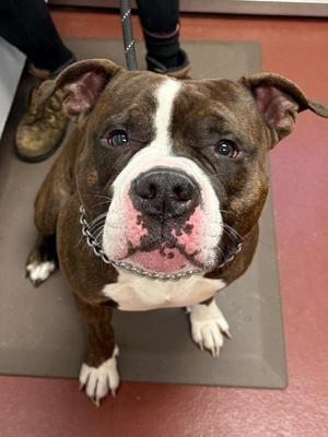 Duncan, Pit Bull Terrier, adult, available for adoption