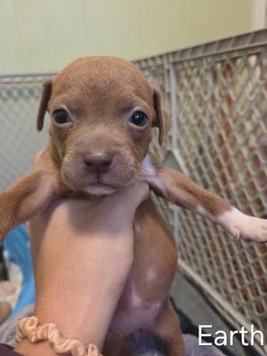A small brown puppy being held by a person's hand, with a metal fence in the background.