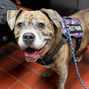 Charm, American Bully, senior, available for adoption