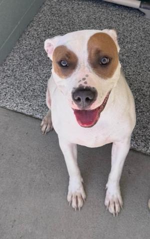 A white dog with brown patches around its eyes and ears, sitting on a gray carpet with its mouth open in a happy expression.