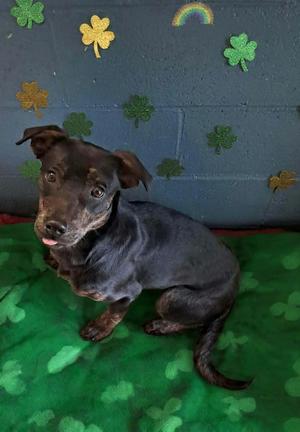 Munchkin, Labrador Retriever, young, available for adoption
