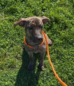 RJ, Labrador Retriever, young, available for adoption
