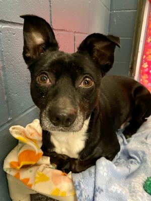 Homer, Terrier, senior, available for adoption