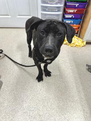 Nova, Pit Bull Terrier, young, available for adoption