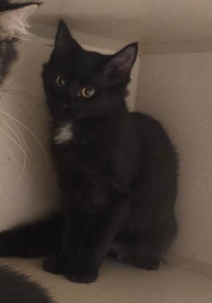 A black cat with a white patch on its chest is sitting in a corner. The cat has bright yellow eyes and is looking directly at the camera. The background is a plain, light-colored wall.