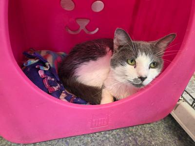 Boq, adult, available for adoption