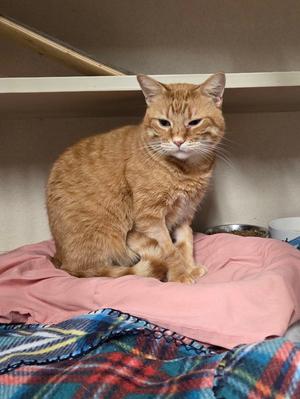 Oliver, young, available for adoption