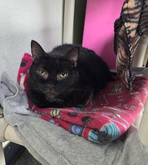 Nebula, adult, available for adoption