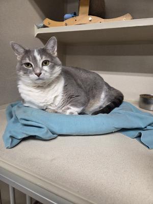 A grey and white cat is lying down on a blue cloth. The cat is looking at the camera with its head tilted slightly to the left. The background is blurry, but it appears to be a room with shelves and a cat tree.
