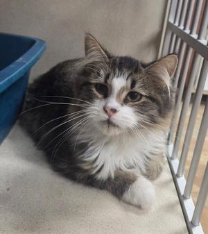 Grover, kitten, available for adoption