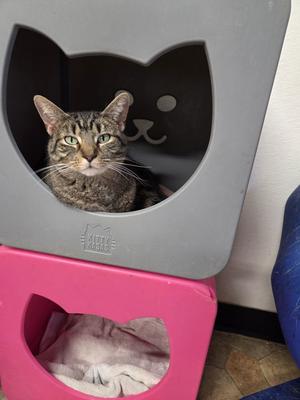 Karma, young, available for adoption