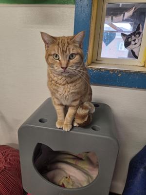 An orange tabby cat sits on top of a gray cat house.