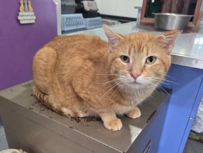 An orange tabby cat sits on a gray surface.