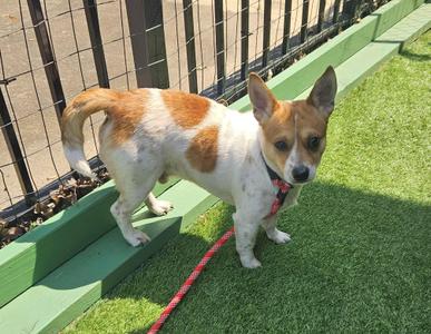 Webster, Jack Russell Terrier / Corgi, adult, available for adoption